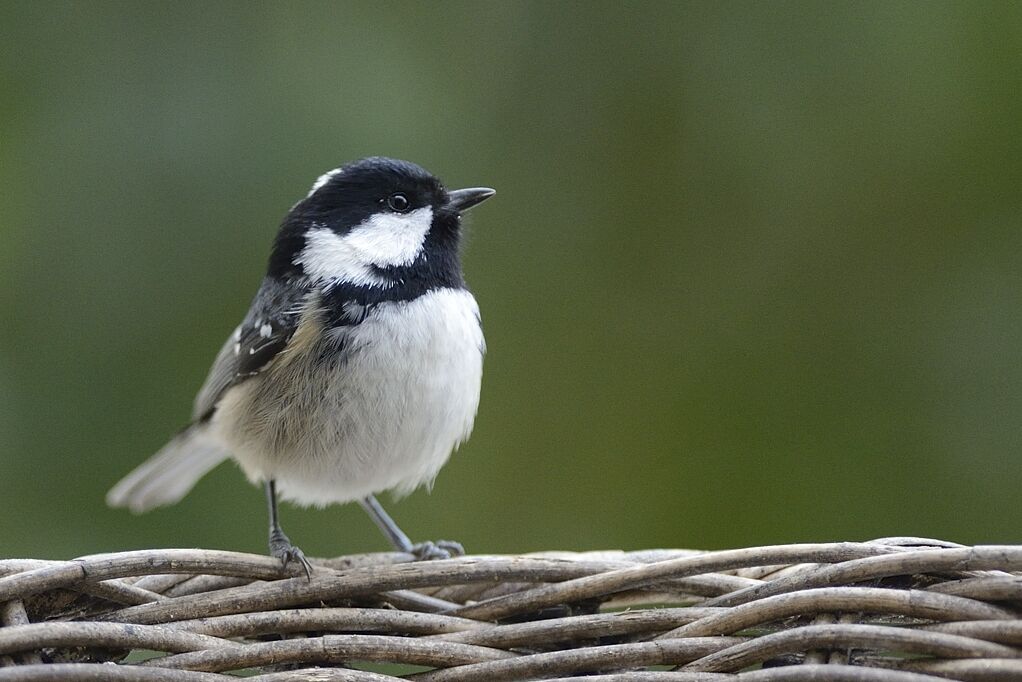 Mésange noireadulte internuptial