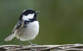 Coal Tit