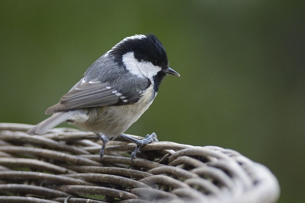 Mésange noireadulte internuptial