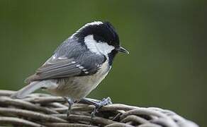 Coal Tit