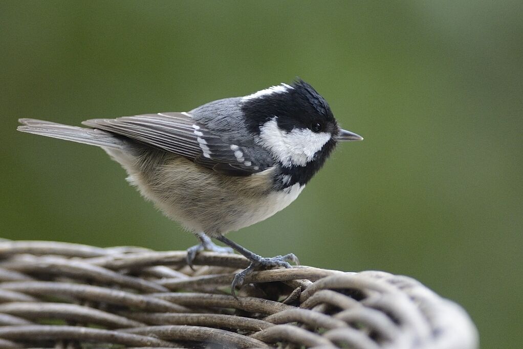 Mésange noireadulte internuptial