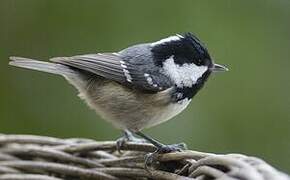 Coal Tit