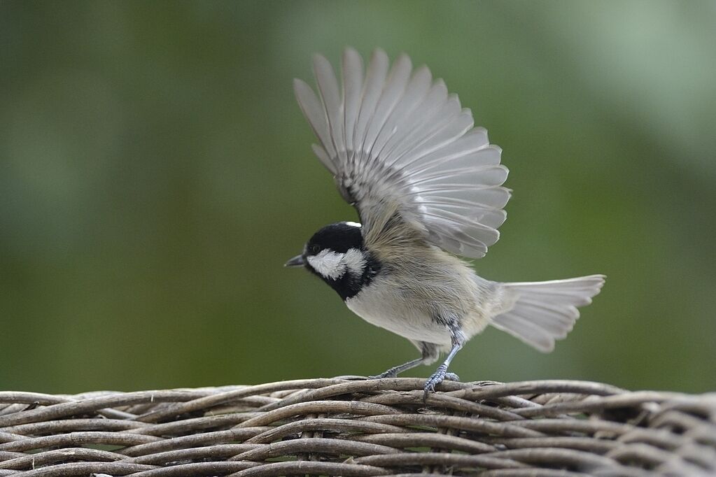 Mésange noireadulte internuptial