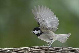 Coal Tit