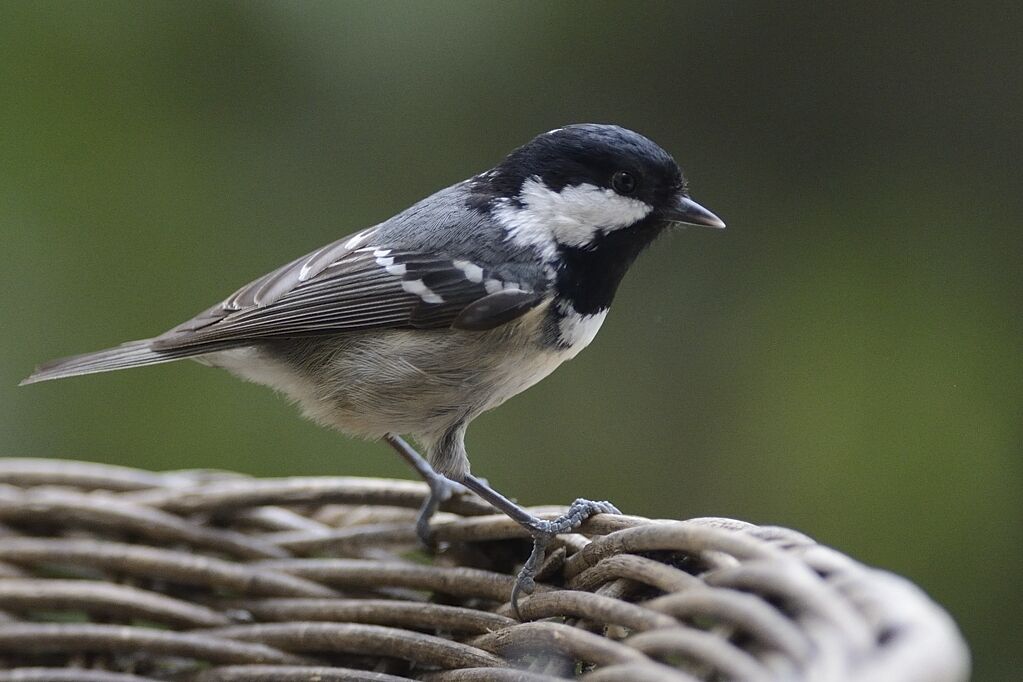 Mésange noireadulte internuptial