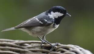 Coal Tit