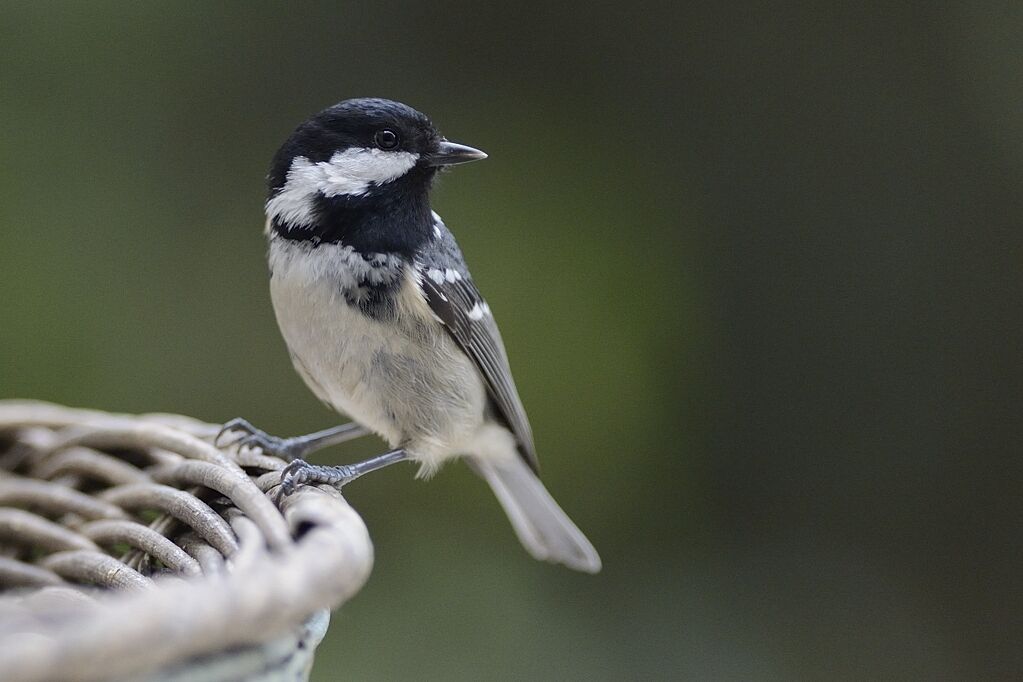 Mésange noireadulte internuptial