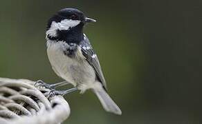 Coal Tit