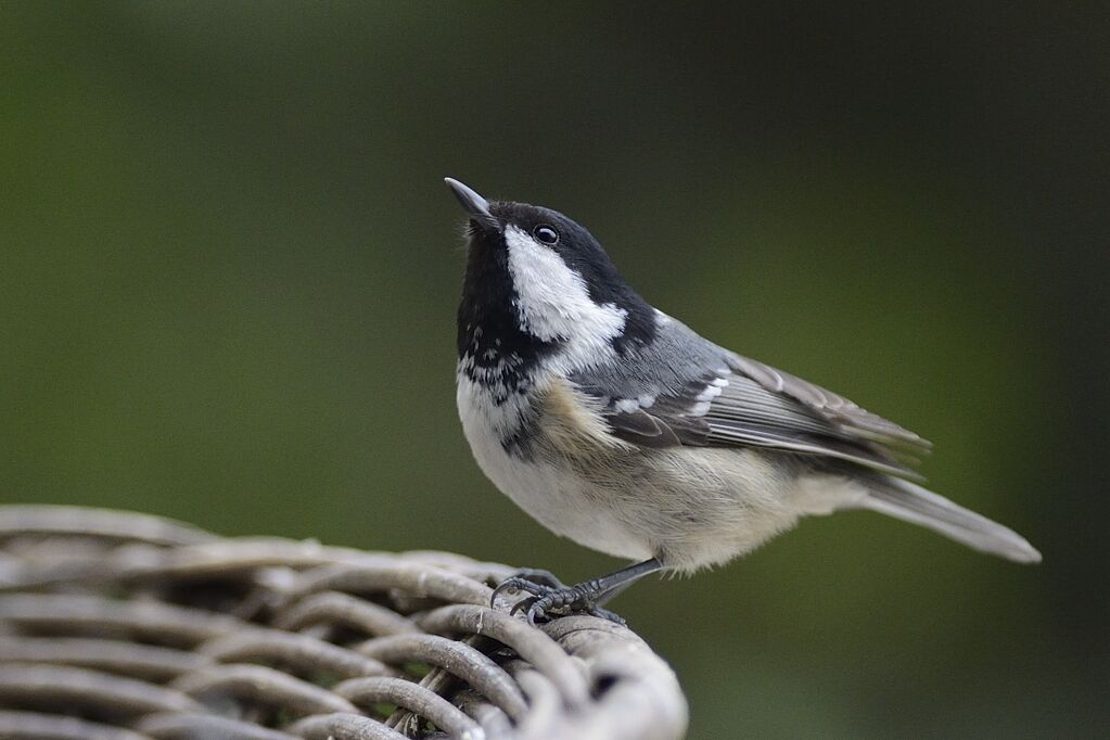 Mésange noireadulte internuptial