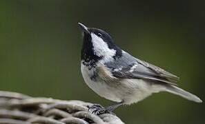 Coal Tit