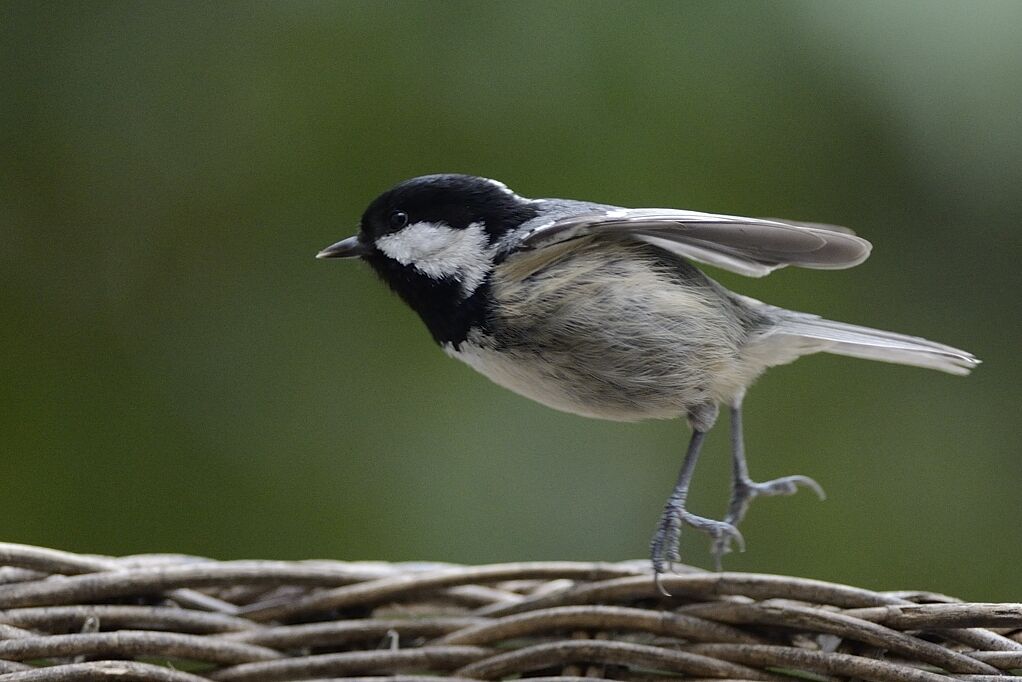 Mésange noireadulte internuptial