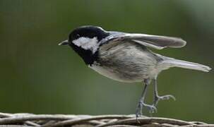 Coal Tit