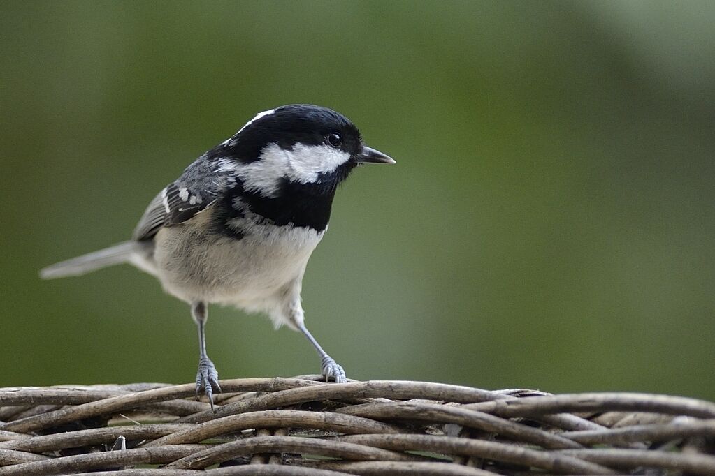 Coal Titadult post breeding