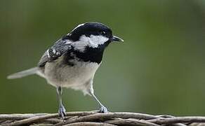 Coal Tit