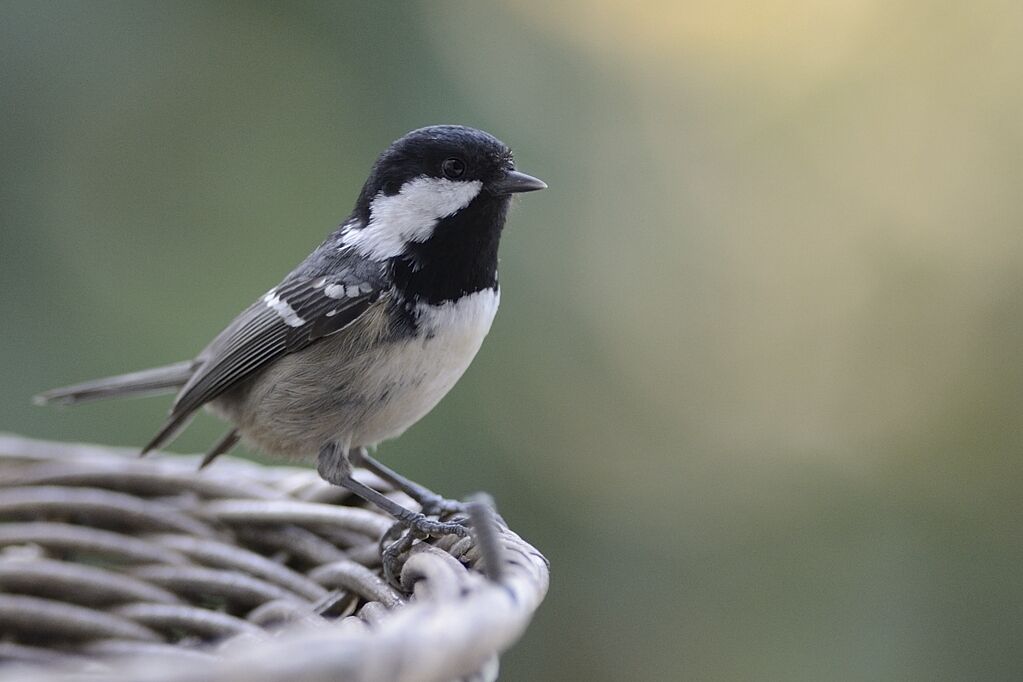 Mésange noireadulte internuptial