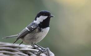 Coal Tit