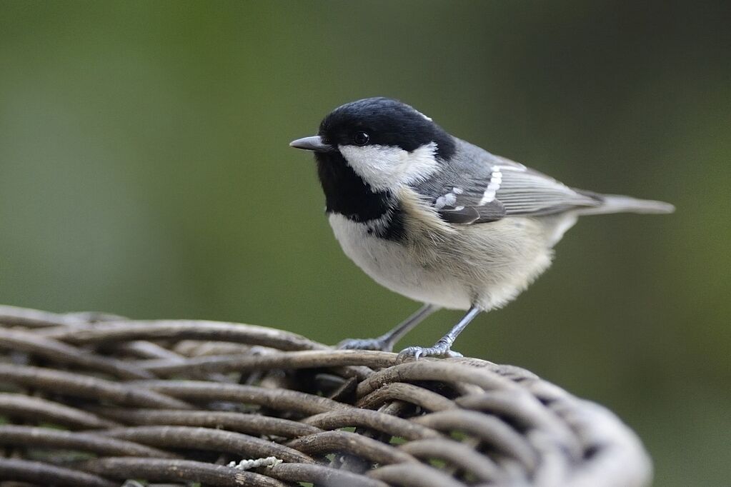 Mésange noireadulte internuptial