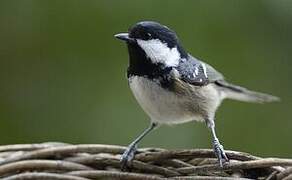 Coal Tit