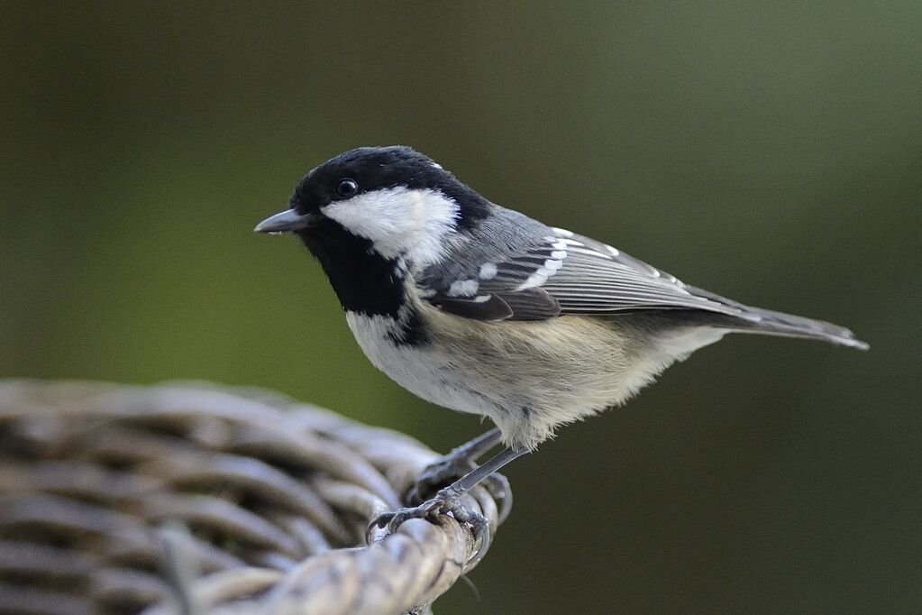 Mésange noireadulte internuptial