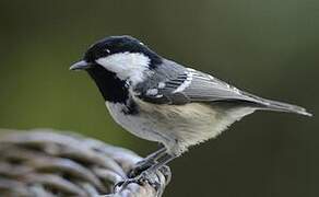 Coal Tit