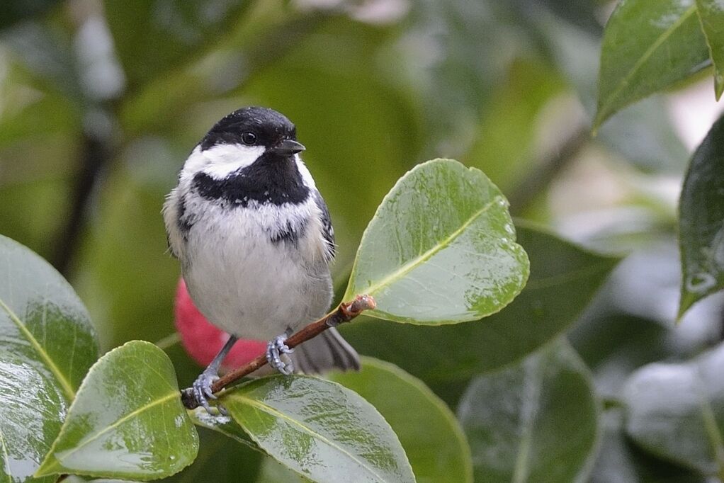 Mésange noireadulte nuptial