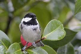 Coal Tit