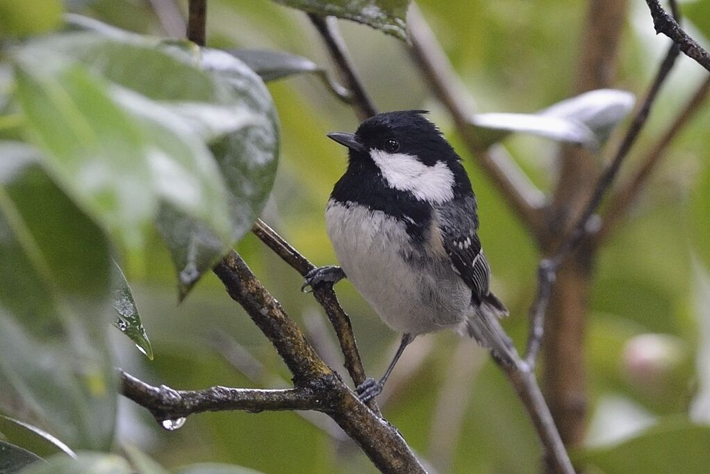 Mésange noireadulte nuptial