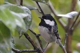 Coal Tit