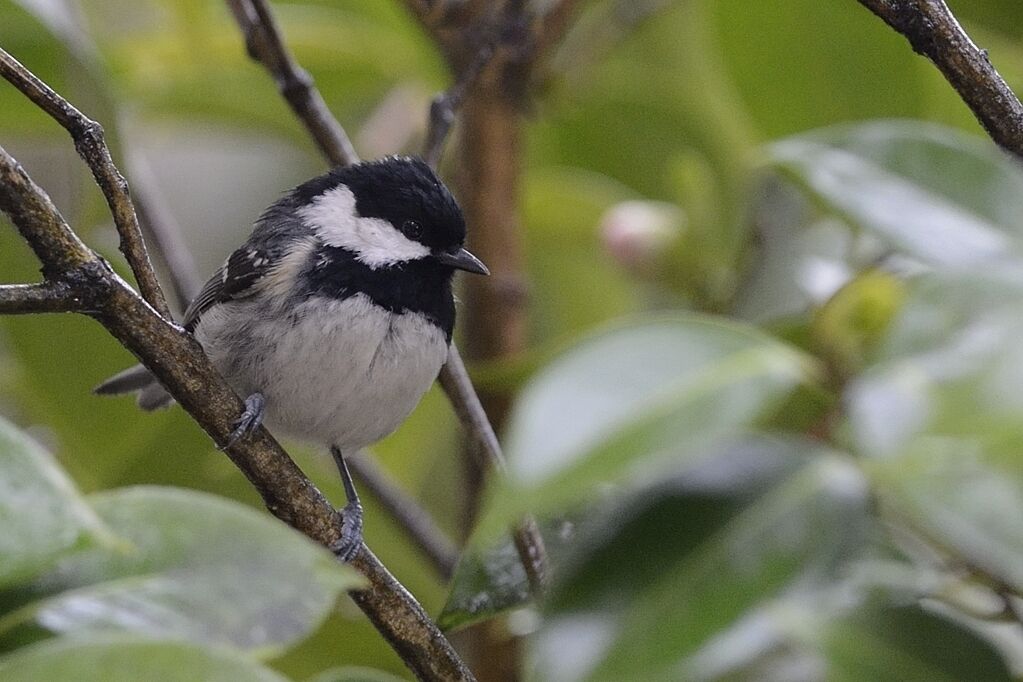 Mésange noireadulte nuptial