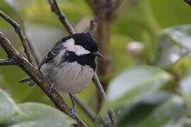 Coal Tit