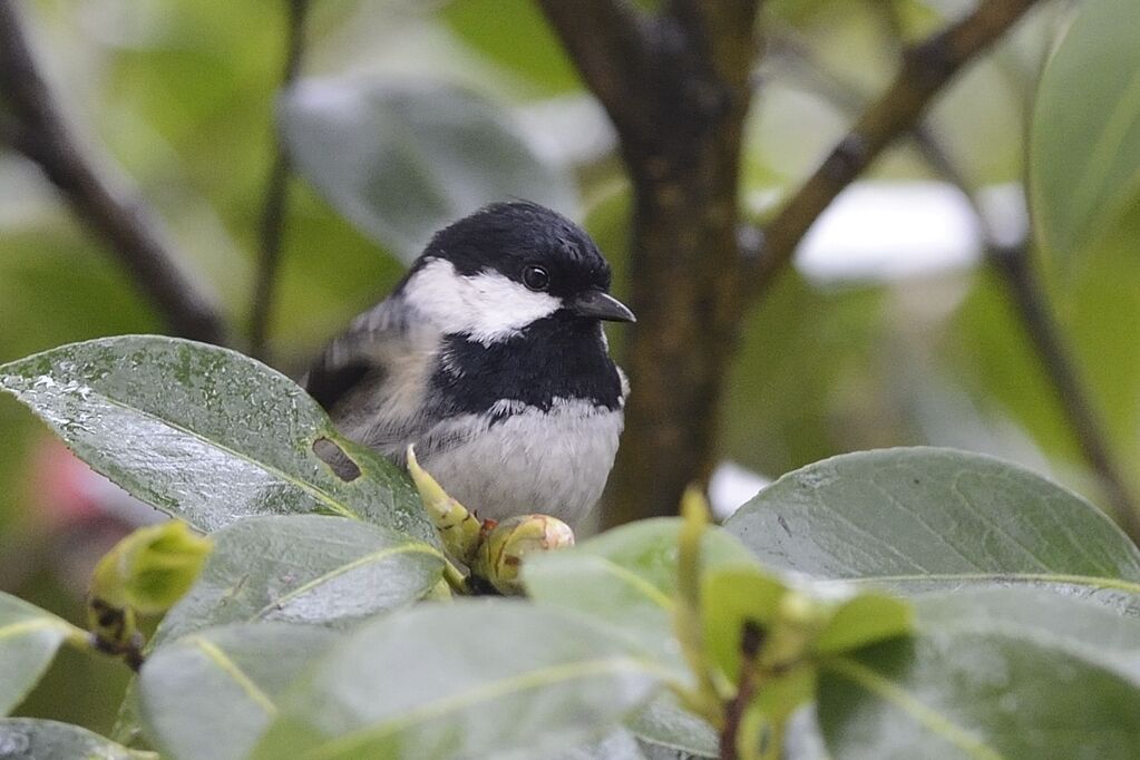 Mésange noireadulte nuptial