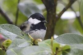 Coal Tit