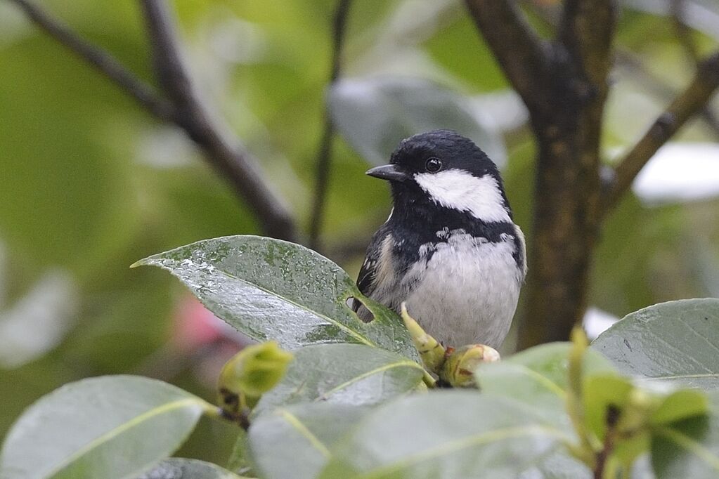 Mésange noireadulte nuptial