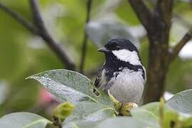 Coal Tit