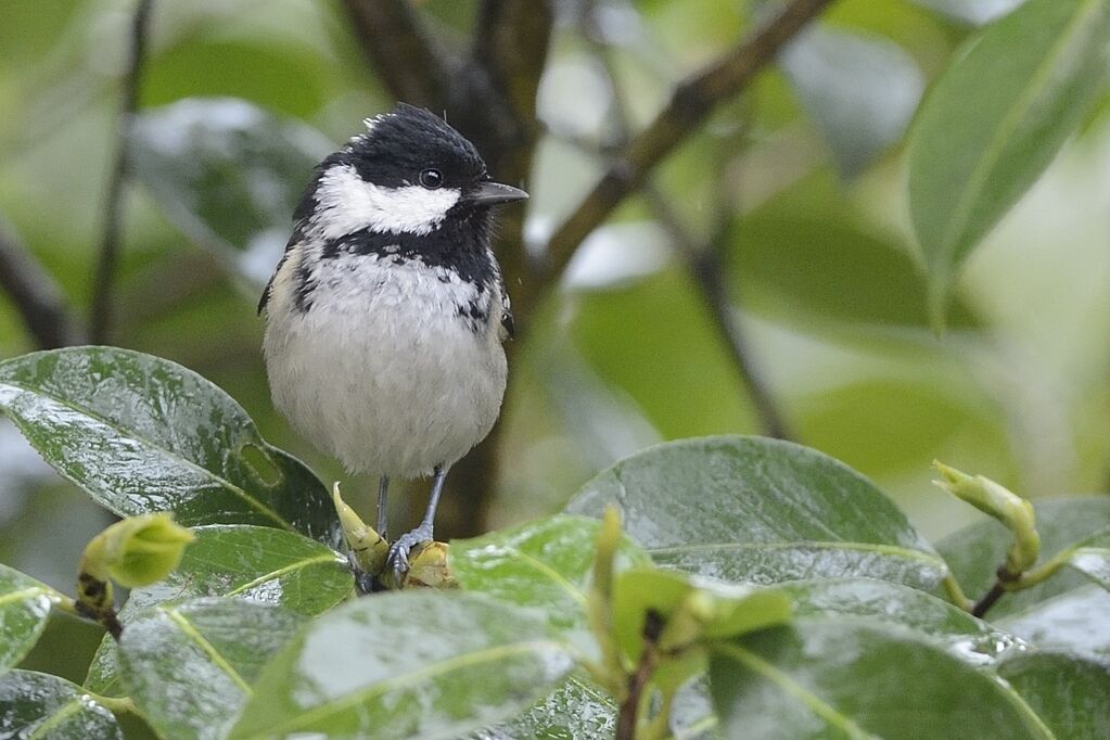 Mésange noire