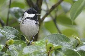 Coal Tit