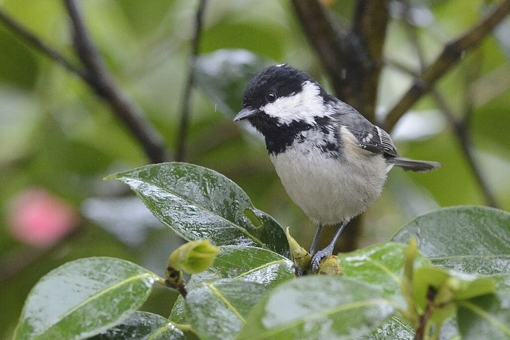 Mésange noireadulte nuptial