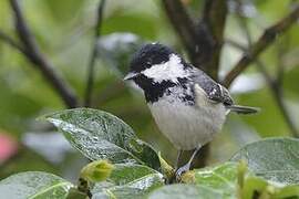 Coal Tit