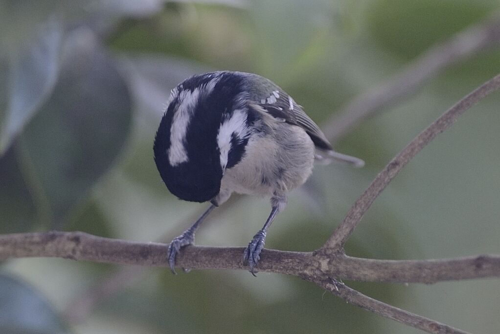 Mésange noireadulte internuptial, identification