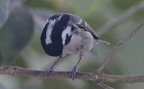 Coal Tit