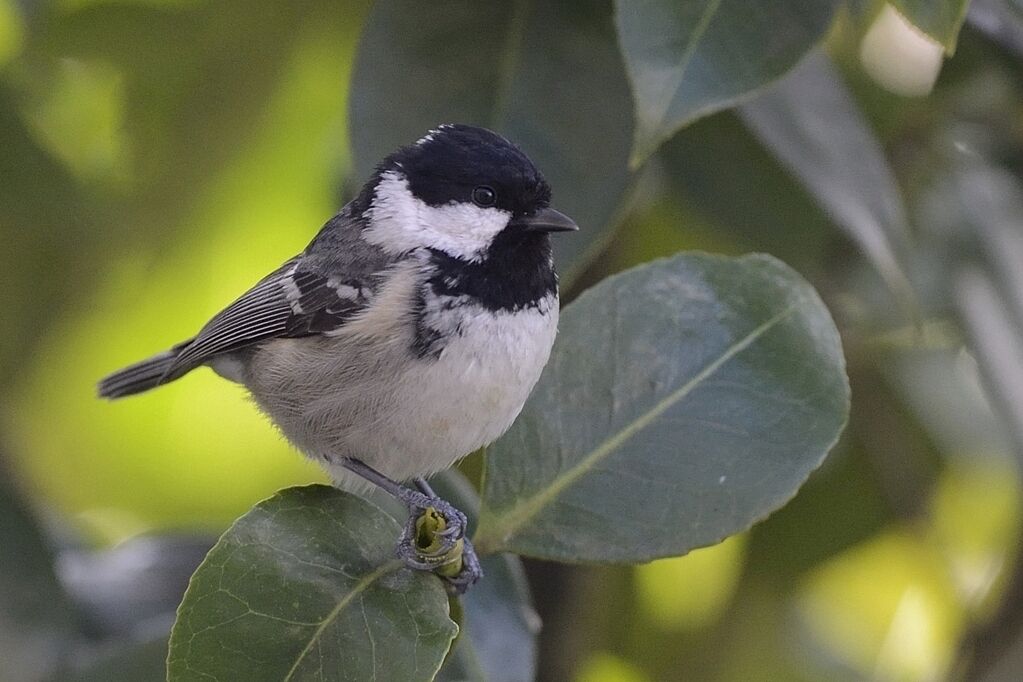 Mésange noireadulte nuptial