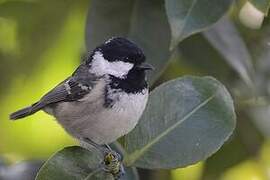 Coal Tit