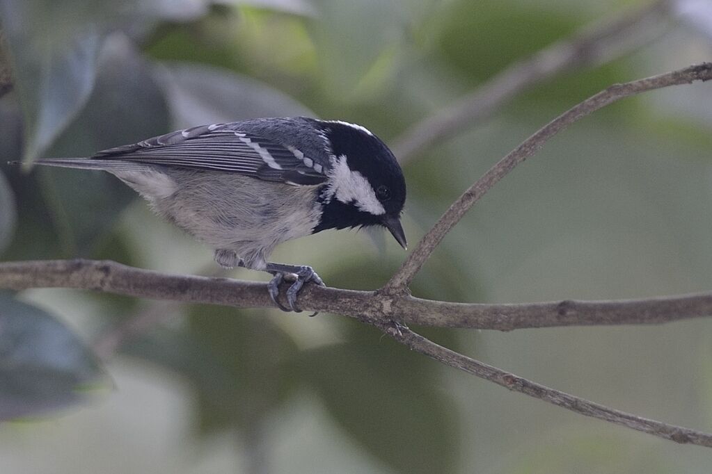 Mésange noireadulte internuptial