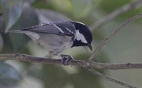 Coal Tit