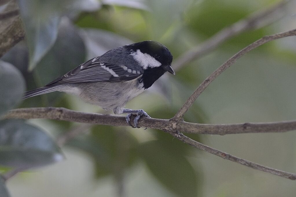 Mésange noireadulte internuptial