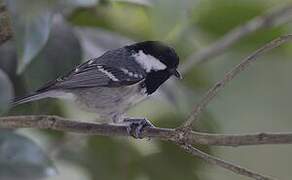 Coal Tit