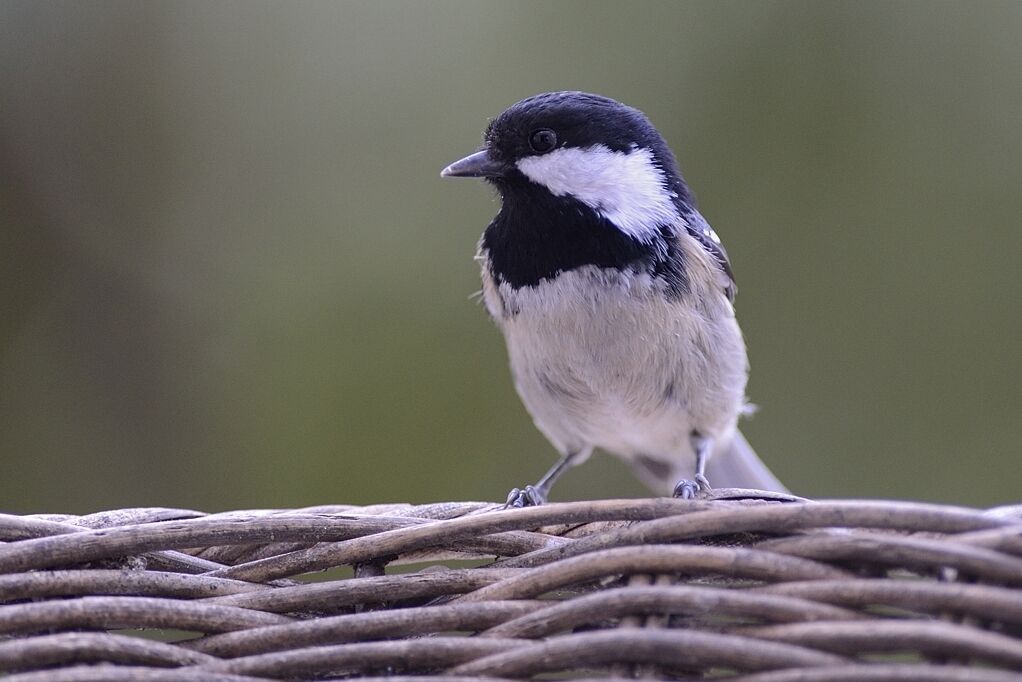 Mésange noireadulte internuptial, portrait