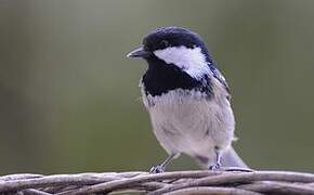 Coal Tit