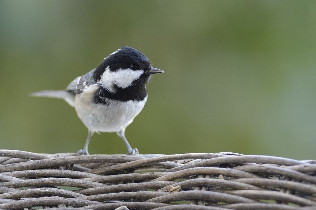 Coal Titadult post breeding, close-up portrait