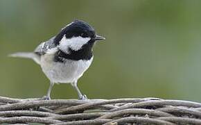 Coal Tit